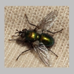 Gymnochaeta viridis - Raupenfliege 04.jpg